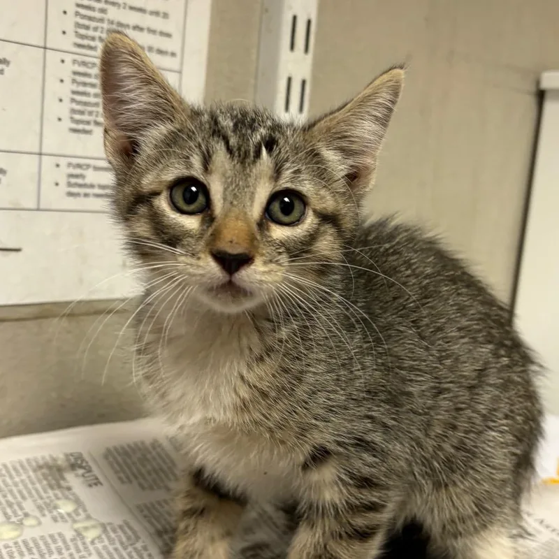 A baby small-sized female Brown / Chocolate Domestic Short Hair cat named Beanie for adoption in Yuma, AZ