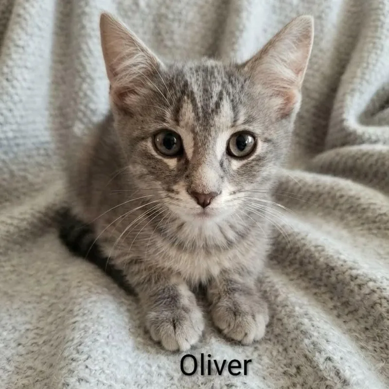 Oliver thumbnail 2