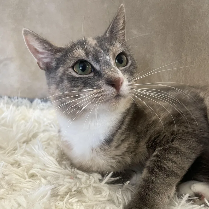 Miss Carrot thumbnail 2