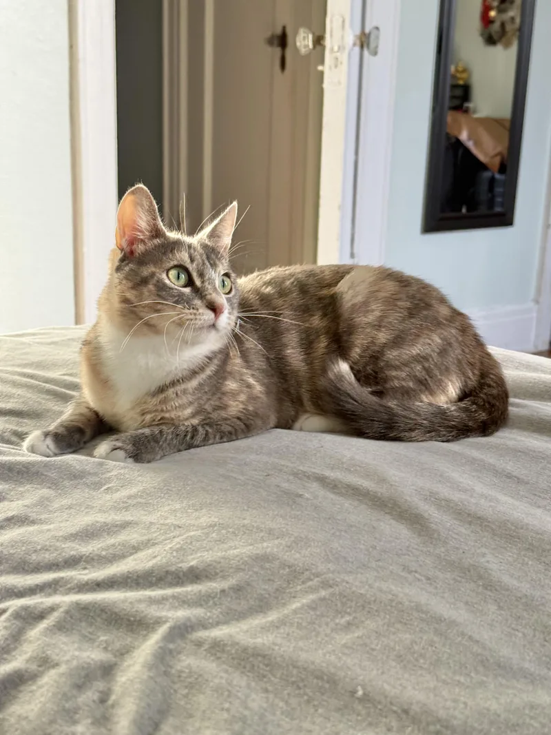 Miss Carrot thumbnail 3