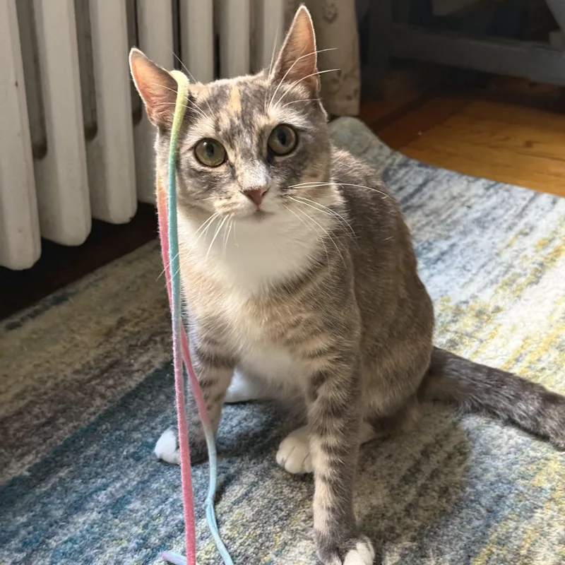 Miss Carrot thumbnail 4