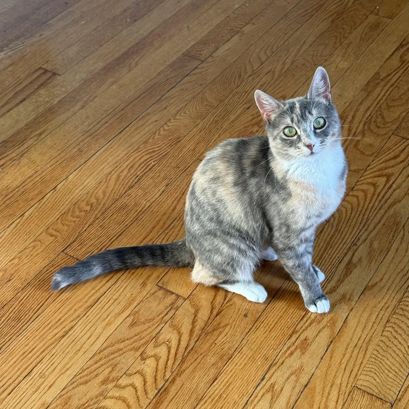 Miss Carrot thumbnail 5