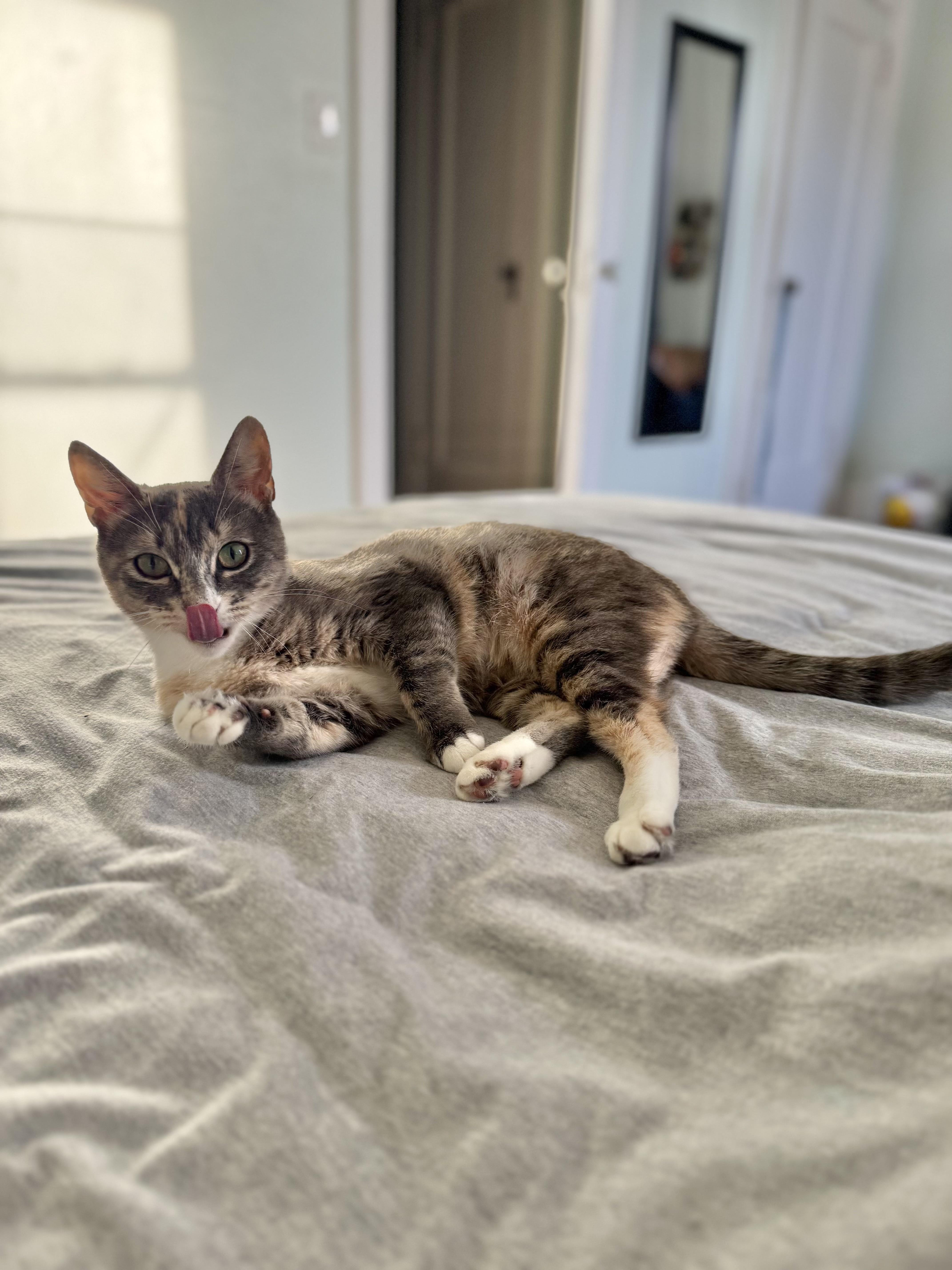 Miss Carrot thumbnail 6