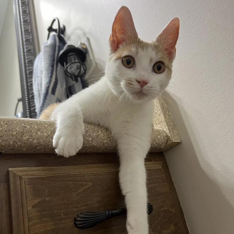 A young medium-sized female Orange / Red Domestic Short Hair cat named Miss Nugget for adoption in Brownsboro, AL