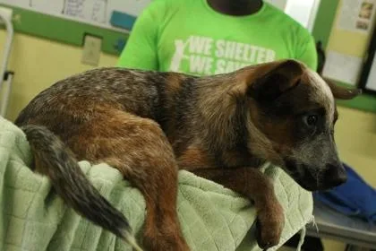 A baby small-sized male Cattle Dog dog named Ziltoid for adoption in Picayune, MS