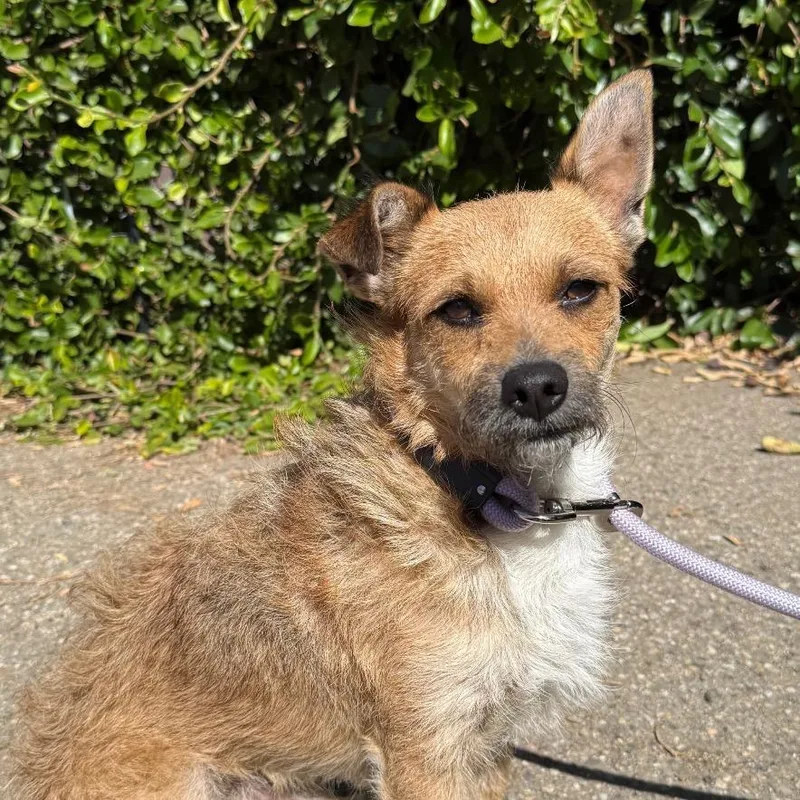 An adult small-sized male Yellow / Tan / Blond / Fawn Cairn Terrier dog named Wiley for adoption in Santa Barbara, CA