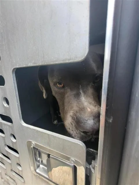 An adult medium-sized male American Staffordshire Terrier dog named Vergil for adoption in San Antonio, TX