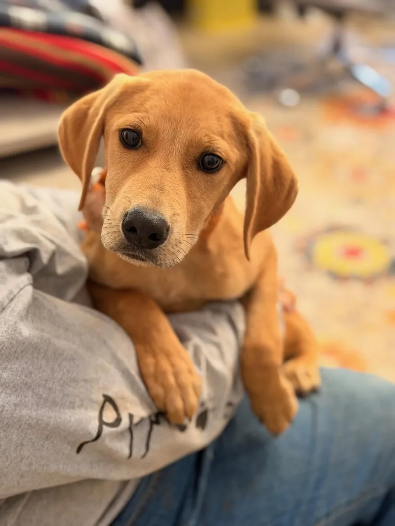 A young medium-sized male Golden Labrador Retriever dog named Cletus for adoption in Meherrin, VA