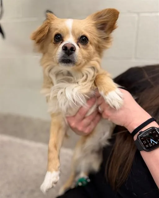 An adult small-sized male Chihuahua dog named Coco for adoption in Brighton, CO