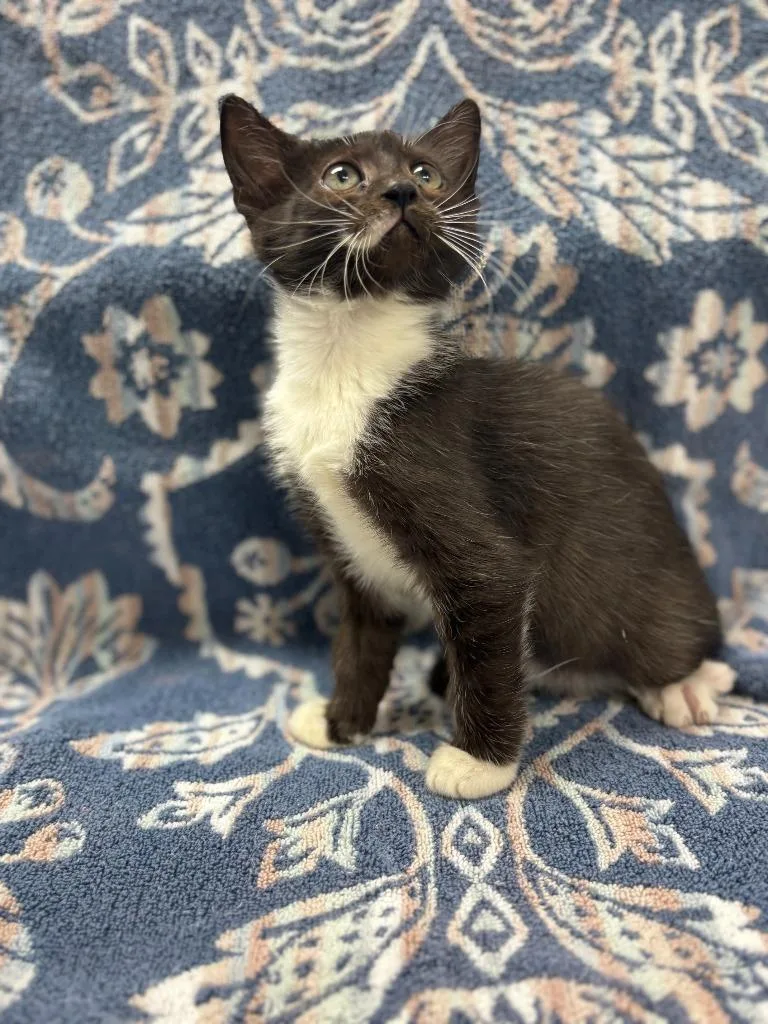 Kahlua
