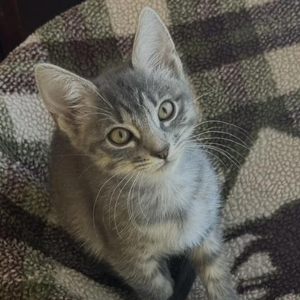 A baby small-sized female Tabby (Gray / Blue / Silver) Domestic Short Hair cat named JigglyPuff Miller for adoption in Morrison, CO