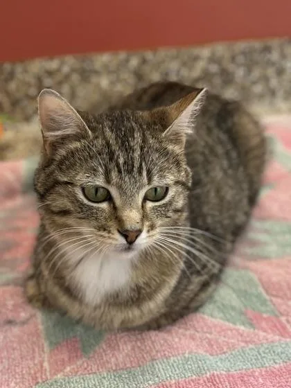 A young small-sized female Tabby (Buff / Tan / Fawn) Domestic Short Hair cat named Tally for adoption in Hackensack, MN