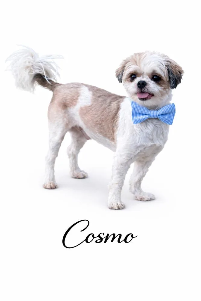 An adult small-sized male White / Cream Shih Tzu dog named Cosmo for adoption in SYLVANIA, GA