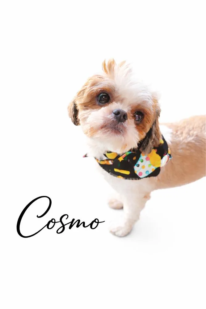 Cosmo thumbnail 4