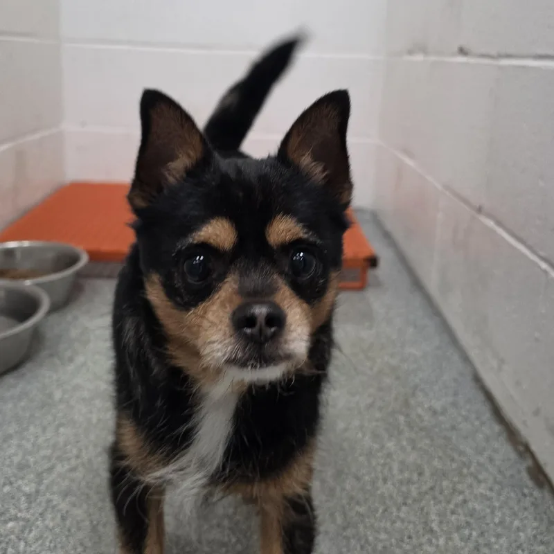 An adult small-sized male Chihuahua dog named Jason for adoption in Bartlett, IL