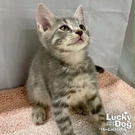 A baby medium-sized male Domestic Short Hair cat named Alaska for adoption in Washington, DC