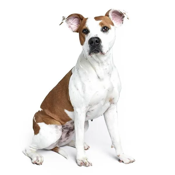 An adult medium-sized female Terrier dog named Arbor for adoption in Des Moines, IA