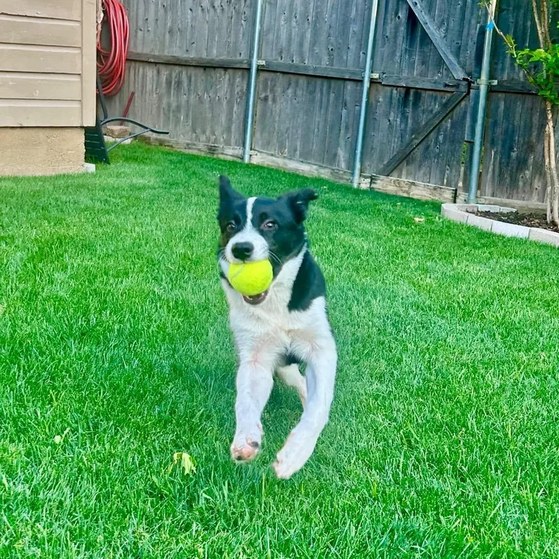 Helicopter thumbnail 3