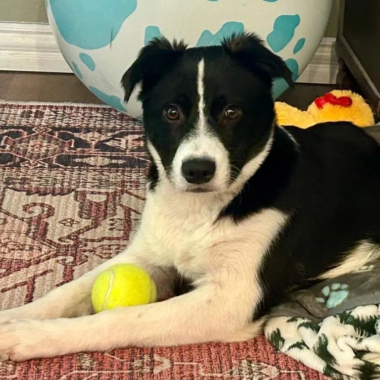 Helicopter thumbnail 4