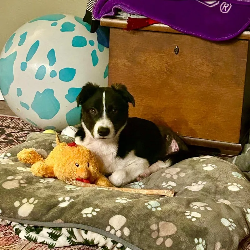 Helicopter thumbnail 5