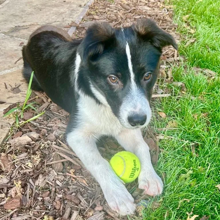 Helicopter thumbnail 6