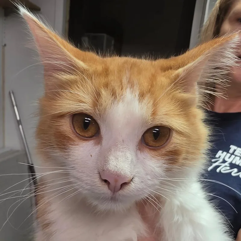 A baby medium-sized male Domestic Medium Hair cat named Charlie for adoption in Leander, TX