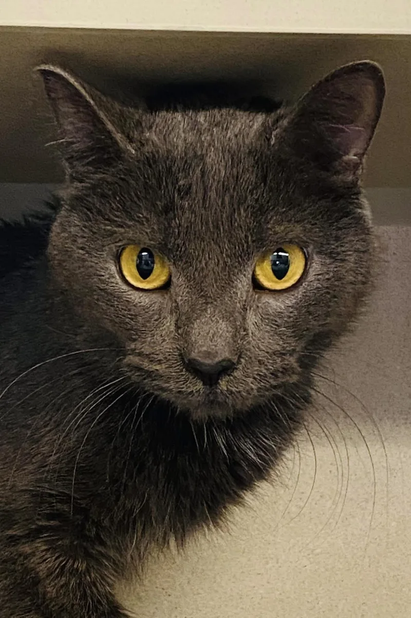 A young medium-sized male Domestic Short Hair cat named Mouse for adoption in Beacon, NY