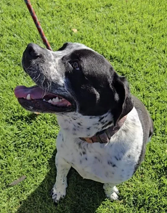 A young large-sized male Black Pointer dog named Aldo for adoption in Claremont, CA