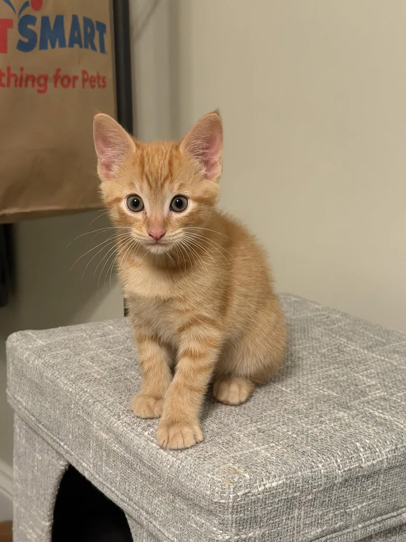 A baby medium-sized male Orange / Red Domestic Short Hair cat named Pumpkin for adoption in Broomall, PA