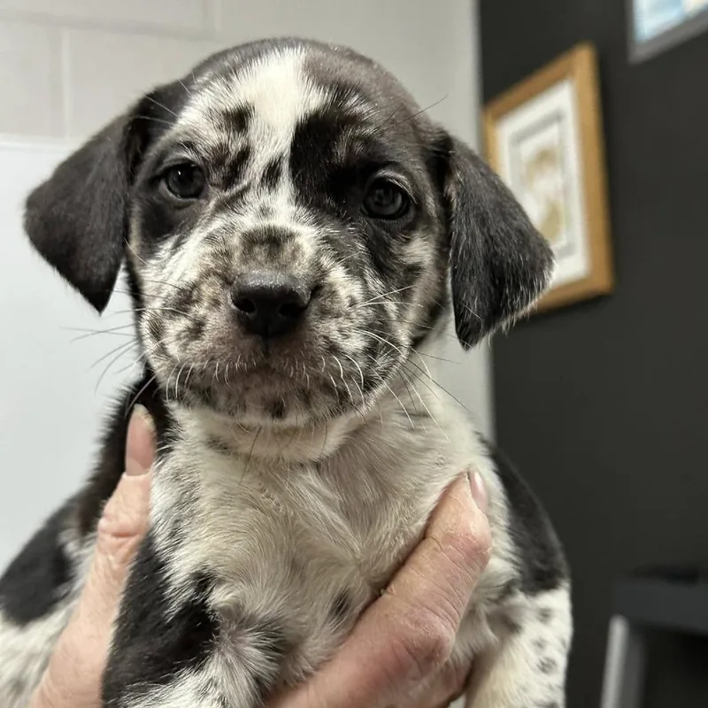 A baby small-sized female Gray / Blue / Silver Catahoula Leopard Dog dog named Latte for adoption in Coos Bay, OR