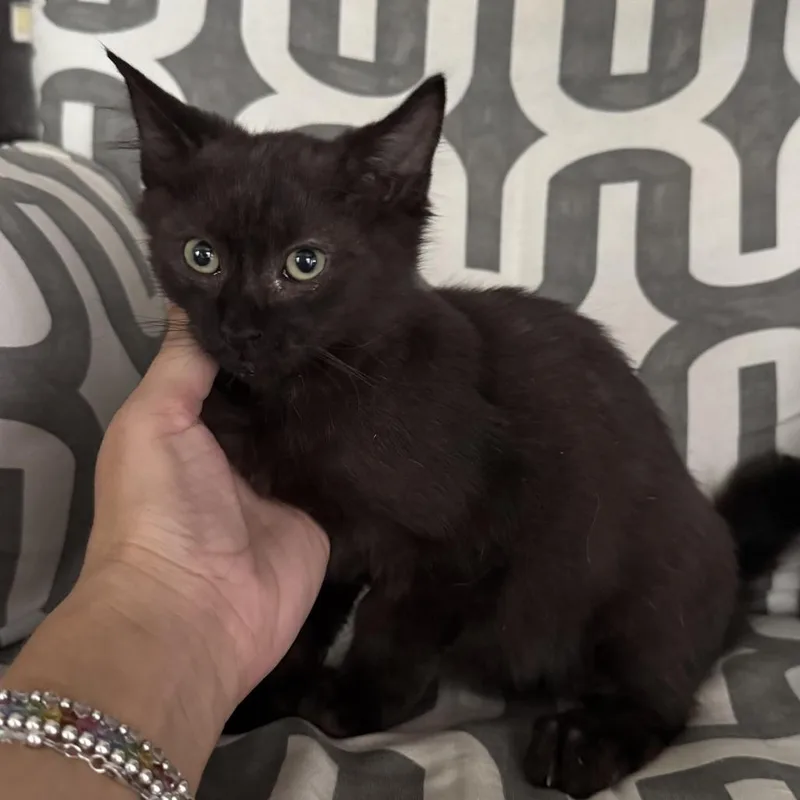 A baby small-sized male Black Domestic Short Hair cat named Halo for adoption in Houston, TX