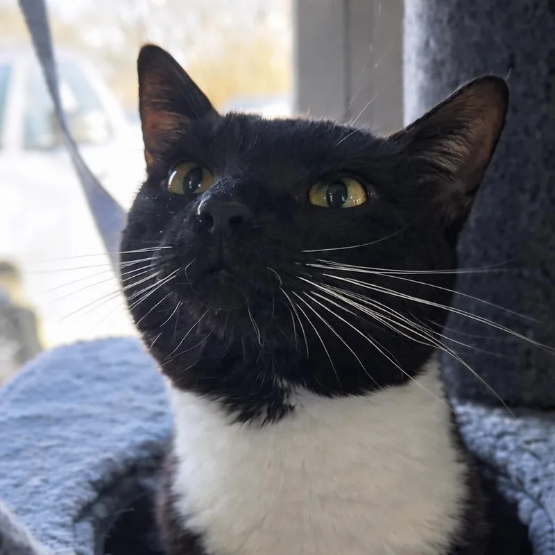 Chef Boyardon't thumbnail 3