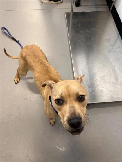 An adult medium-sized female Mixed Breed dog named Lumi for adoption in West Chester, PA