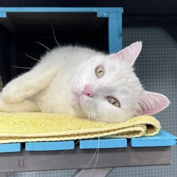 An adult large-sized male White Domestic Short Hair cat named Louie for adoption in Grand Rapids, MI