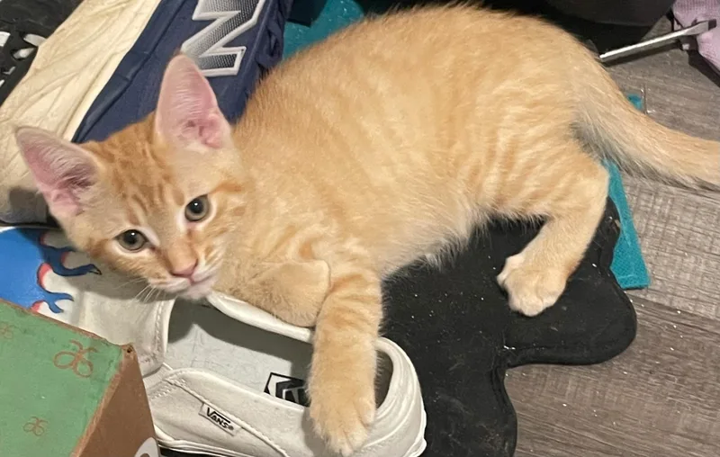 A baby medium-sized female Orange & White Domestic Short Hair cat named Marigold for adoption in Smithfield, NC