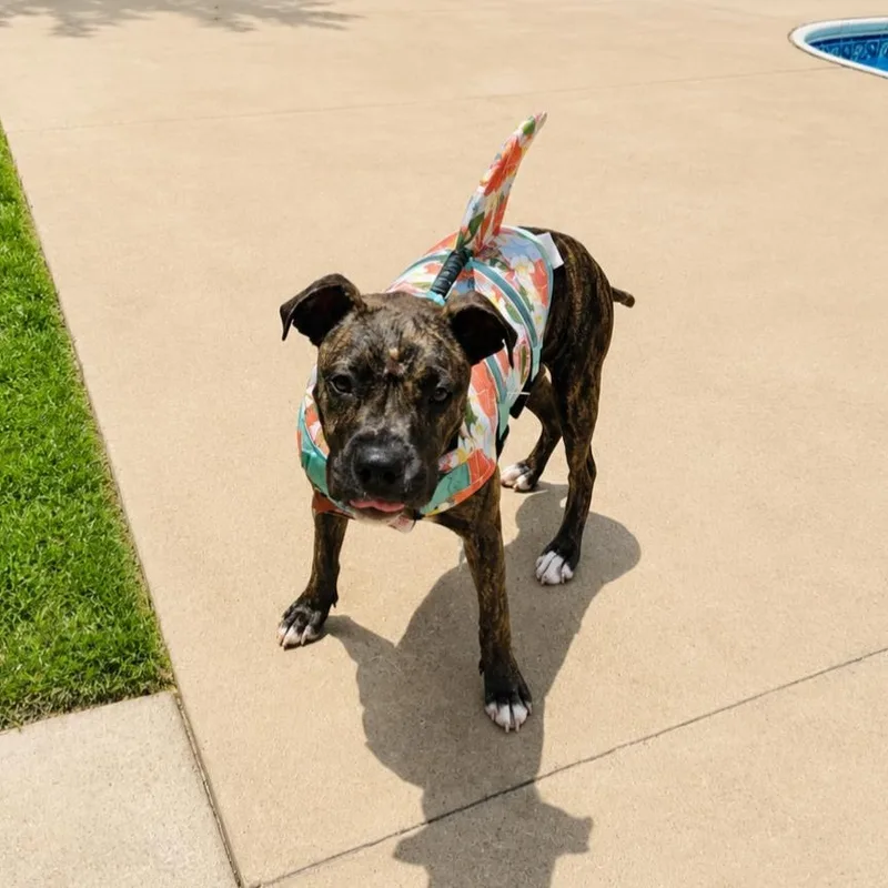 A baby medium-sized female Brindle Boxer dog named Blue for adoption in CLARKSVILLE, TN