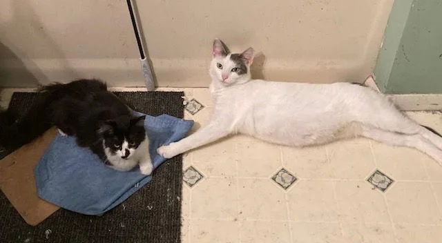 Mallory Bonded With Fran thumbnail 2