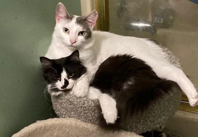 Mallory Bonded With Fran thumbnail 3