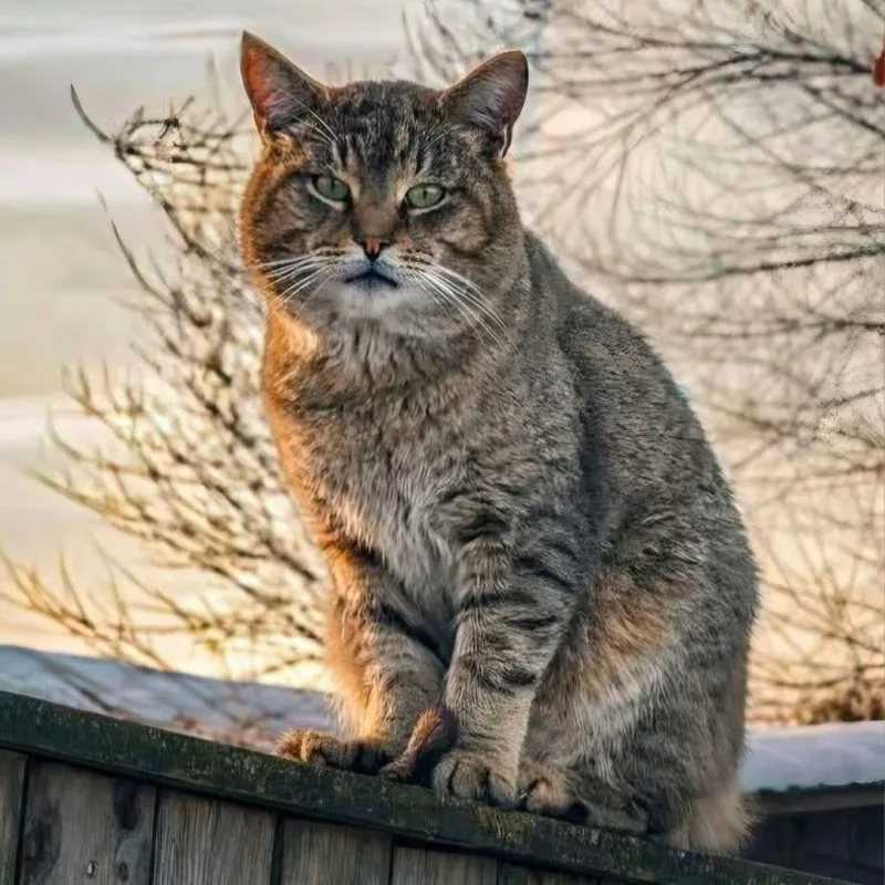 An adult large-sized male Brown / Chocolate Domestic Short Hair cat named Mudflaps for adoption in Pasadena , MD