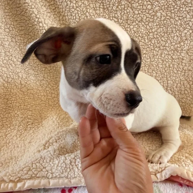 A baby medium-sized male White / Cream Pit Bull Terrier dog named Bratwurst for adoption in Brentwood, CA