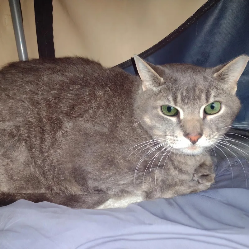 A senior large-sized male Tabby (Gray / Blue / Silver) Domestic Short Hair cat named Max  Bonded Werma for adoption in Rockford, MI