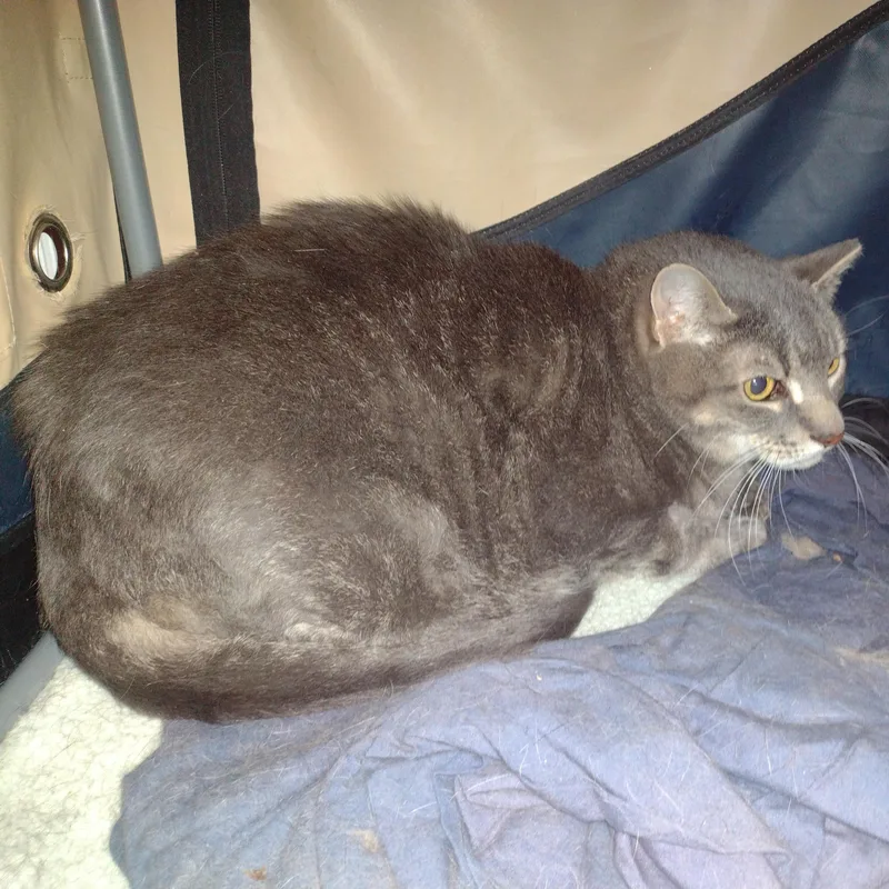 Max  Bonded Werma thumbnail 2