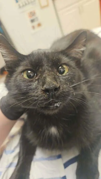 An adult small-sized female Domestic Short Hair cat named Christy for adoption in South Bend, IN