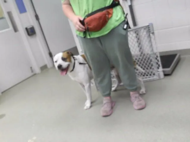 A young large-sized male Labrador Retriever dog named Carlton for adoption in Omaha, NE
