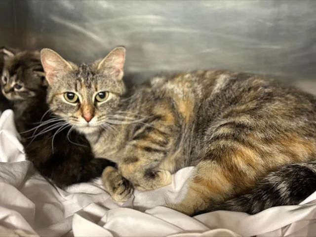 A young large-sized female Domestic Short Hair cat named A for adoption in Grand Prairie, TX