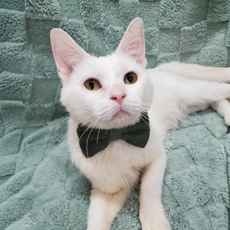 An adult medium-sized male White Domestic Short Hair cat named Griffin for adoption in Ottawa, IL