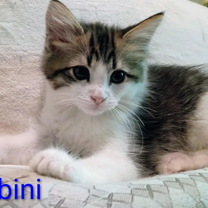 A baby small-sized male Brown / Chocolate Domestic Short Hair cat named Gambini for adoption in Carmel, IN