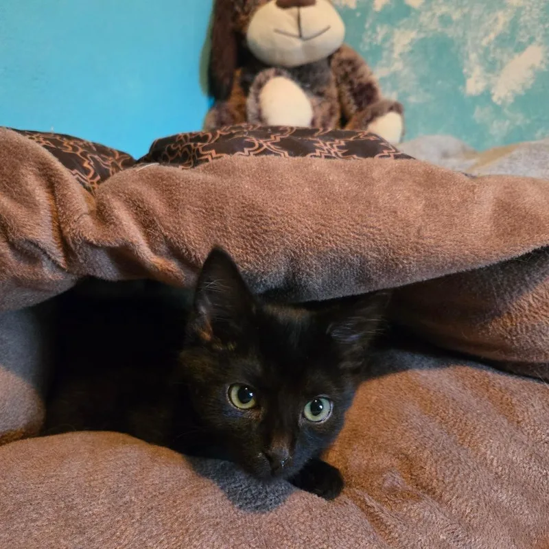 A young small-sized male Black Domestic Short Hair cat named Ralphie for adoption in Rocky Mount, VA