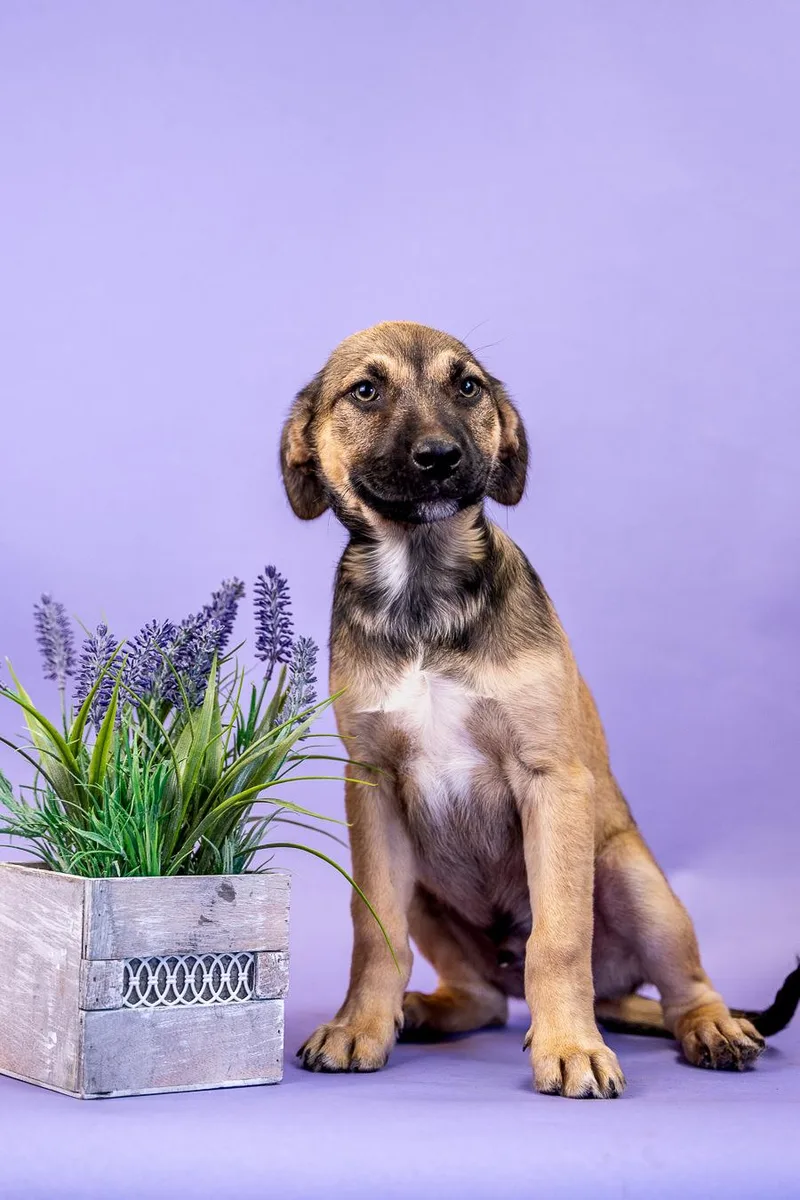 A baby medium-sized male Shepherd dog named 398-26 for adoption in Brighton, CO