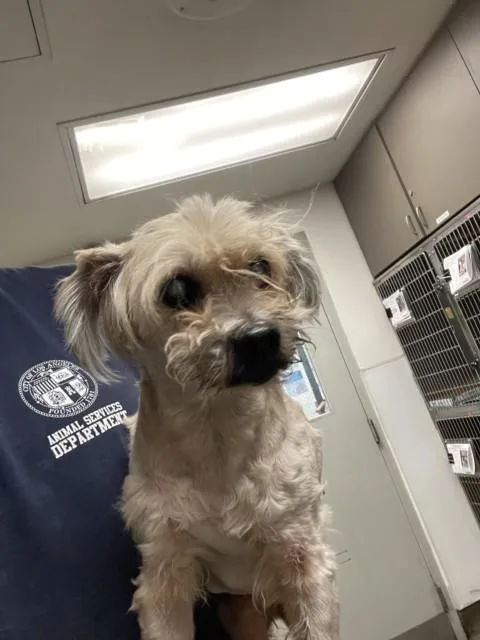 A senior small-sized male Yorkshire Terrier dog named Dale for adoption in Van Nuys, CA